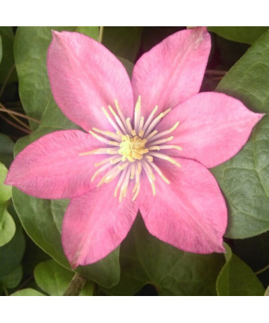 Clematis (large-flowered) 'Little Mermaid'