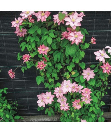 Clematis (large-flowered) 'Little Mermaid'