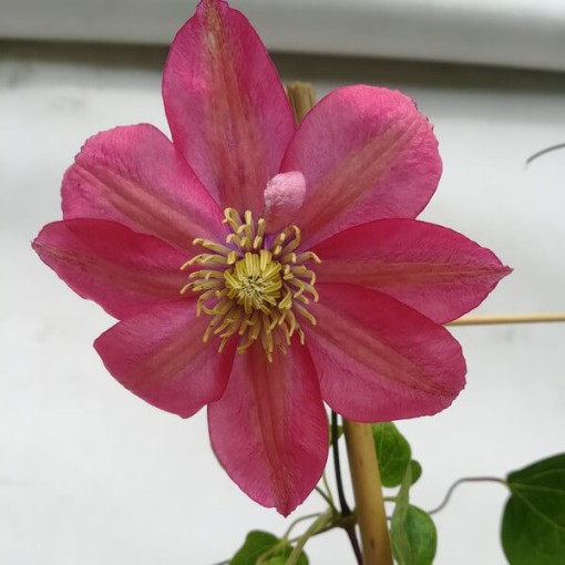 Clematis (large-flowered) 'Little Mermaid'