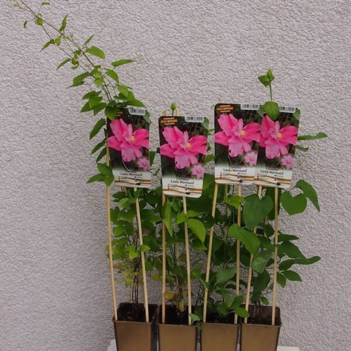 Clematis (large-flowered) 'Little Mermaid'