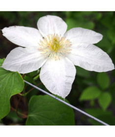 Clematis Lemon Chiffon (large-flowered)