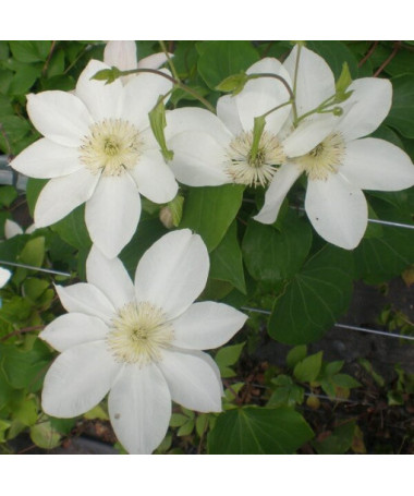 Clematis Lemon Chiffon (large-flowered)