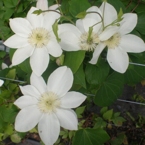 Clematis Lemon Chiffon (large-flowered)