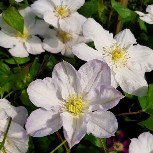 Clematis Lemon Chiffon (large-flowered)