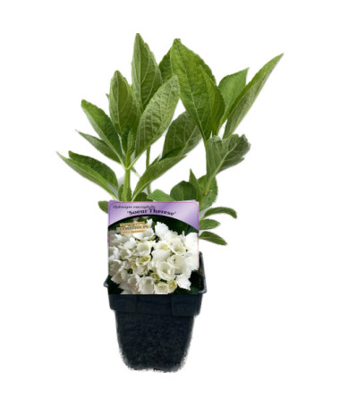 Hydrangea garden variety Soeur Therese P9/C1