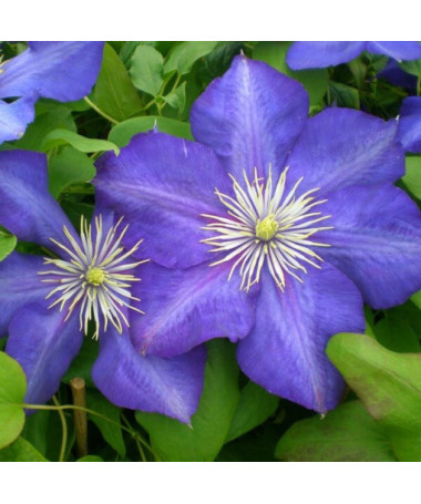 Clematis Lasurstern (large-flowered)