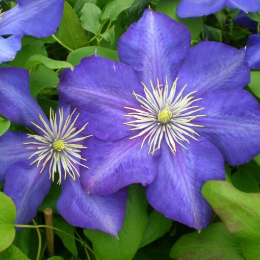 Clematis Lasurstern (large-flowered)