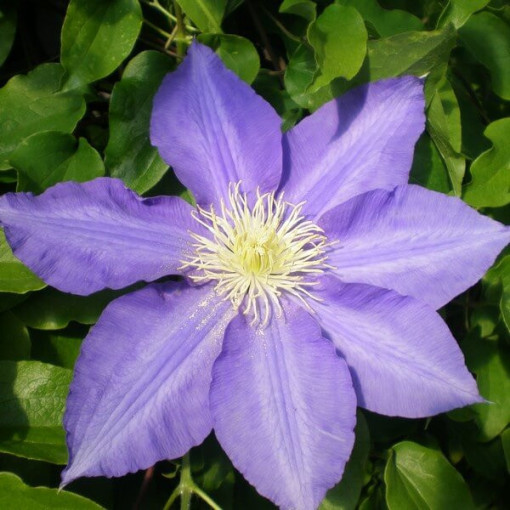 Clematis Lasurstern (large-flowered)