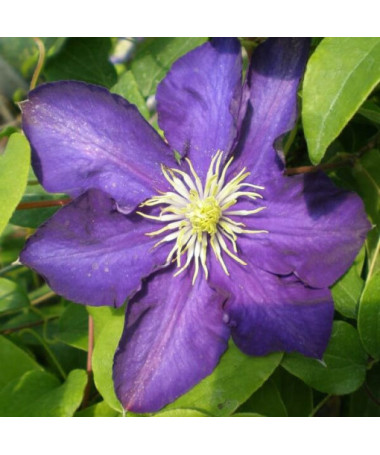 Clematis Lady Betty Balfour (large-flowered)