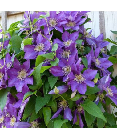 Clematis Lady Betty Balfour (large-flowered)