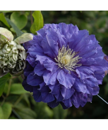 Clematis Kiri Te Kanawa (large-flowered) DOUBLE P9/C1