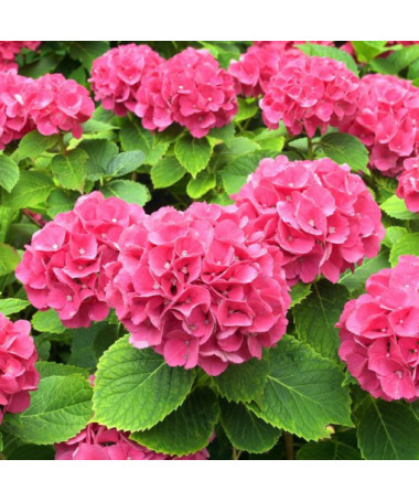 Hydrangea garden variety Alpengluhen P9/C1
