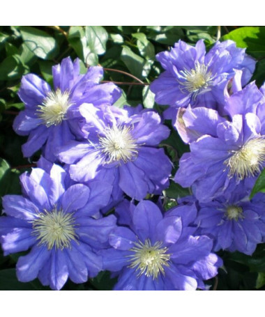 Clematis Kiri Te Kanawa (large-flowered) DOUBLE P9/C1