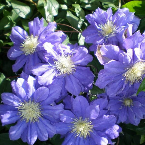 Clematis Kiri Te Kanawa (large-flowered) DOUBLE P9/C1