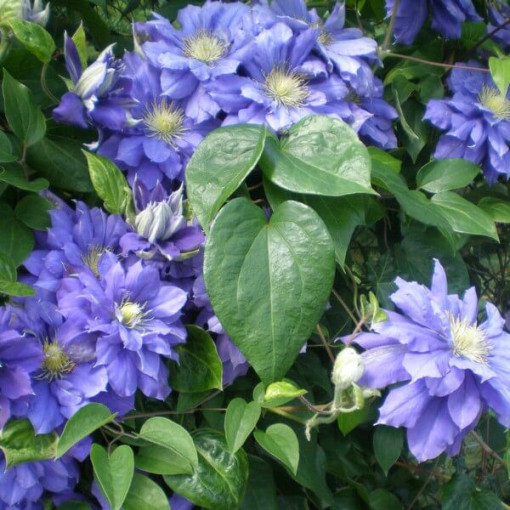 Clematis Kiri Te Kanawa (large-flowered) DOUBLE P9/C1