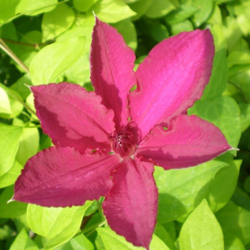 Clematis Cardinal Wyszyński (large-flowered)