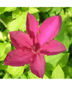 Clematis Cardinal Wyszyński (large-flowered)