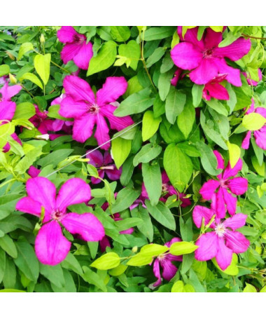 Clematis Cardinal Wyszyński (large-flowered)