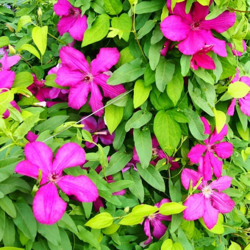 Clematis Cardinal Wyszyński (large-flowered)
