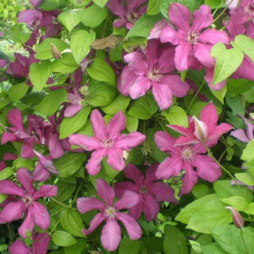 Clematis Cardinal Wyszyński (large-flowered)