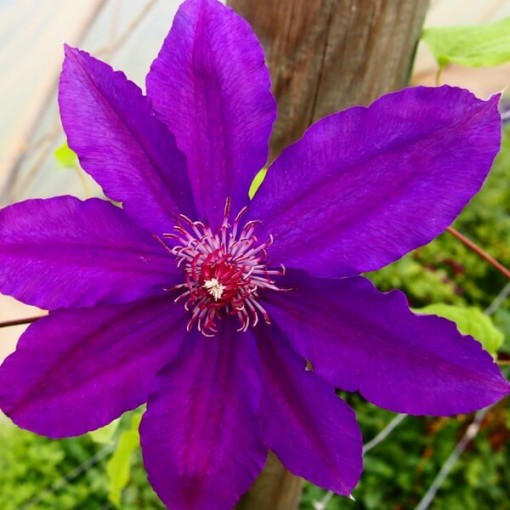 Clematis Kacper (large-flowered) P9/C1