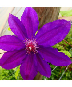 Clematis Kacper (large-flowered) P9/C1