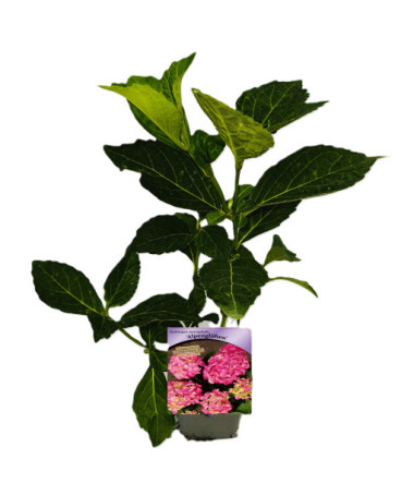 Hydrangea garden variety Alpengluhen P9/C1