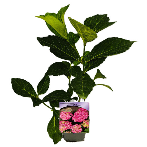 Hydrangea garden variety Alpengluhen P9/C1