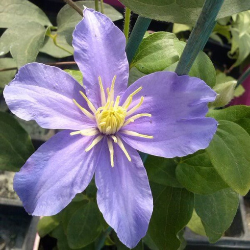 Clematis Justa (large-flowered)
