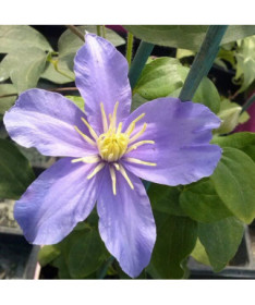 Clematis Justa (large-flowered)