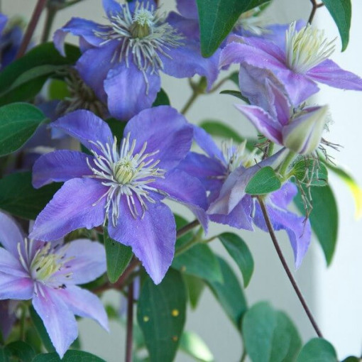 Clematis Justa (large-flowered)