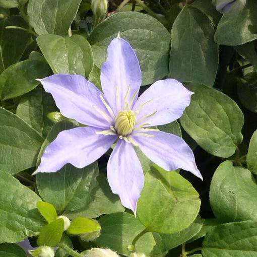 Clematis Justa (large-flowered)