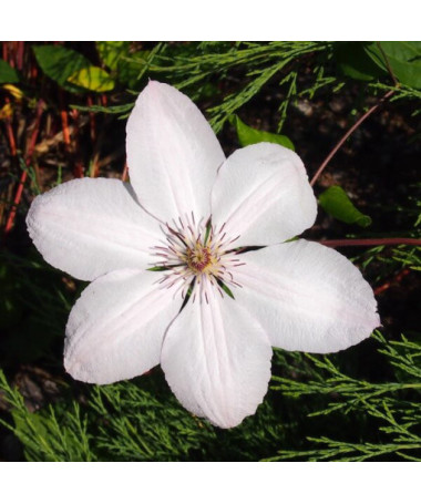 Clematis John Paul II (large-flowered)