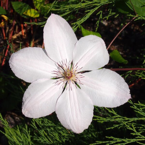 Clematis John Paul II (large-flowered)
