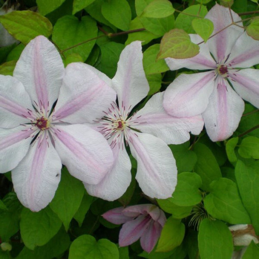 Clematis John Paul II (large-flowered)