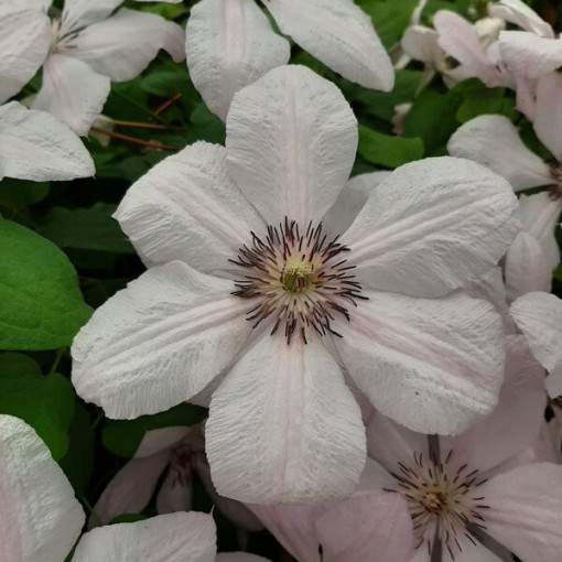 Clematis John Paul II (large-flowered)