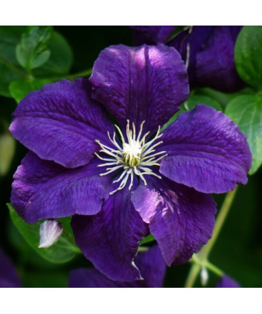 Clematis Jackmanii (large-flowered)