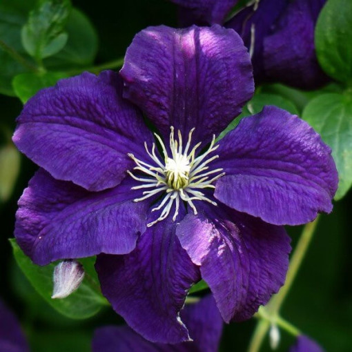 Clematis Jackmanii (large-flowered)