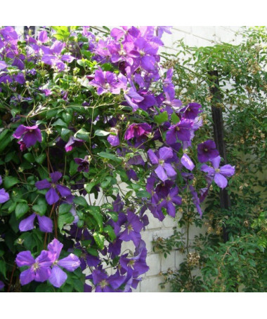 Clematis Jackmanii (large-flowered)