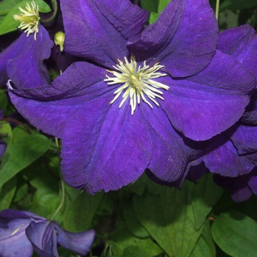 Clematis Jackmanii (large-flowered)