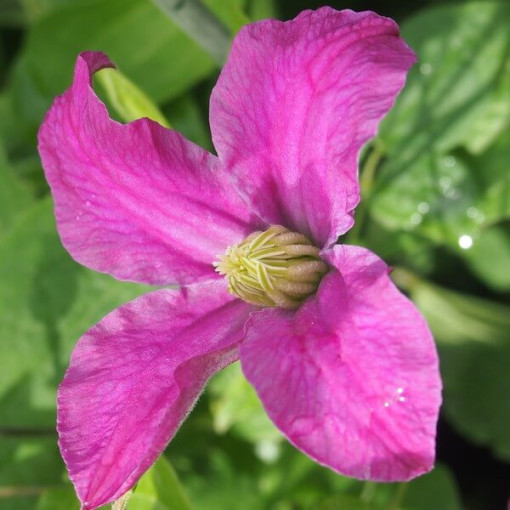 Clematis 'Inspiration Zoin®' (herbaceous)