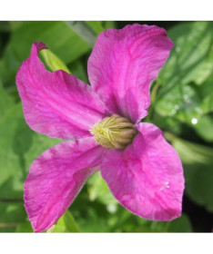 Clematis 'Inspiration Zoin®' (herbaceous)