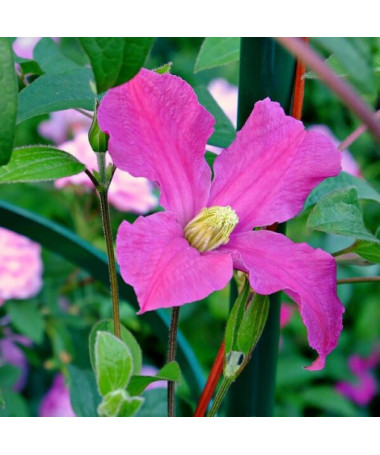 Clematis 'Inspiration Zoin®' (herbaceous)