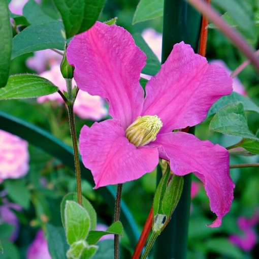Clematis 'Inspiration Zoin®' (herbaceous)