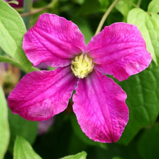Clematis 'Inspiration Zoin®' (herbaceous)