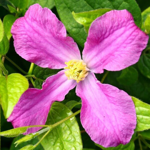 Clematis 'Inspiration Zoin®' (herbaceous)