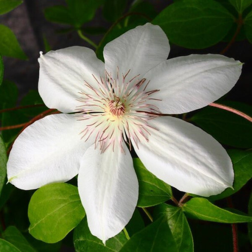 Clematis Henryi (large-flowered)