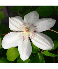 Clematis Henryi (large-flowered)