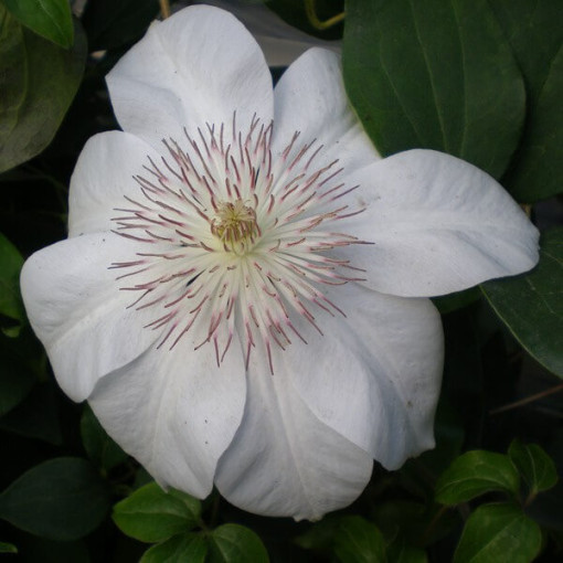 Clematis Henryi (large-flowered)