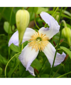 Clematis Hanna (viticella)